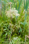 Douglas's water-hemlock blossoms & foliage