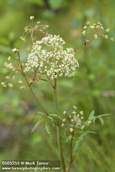 Douglas's water-hemlock blossoms & foliage
