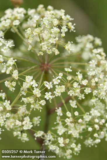 Douglas's water-hemlock blossoms extreme detail