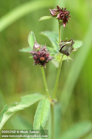 Marsh Cinquefoil blossoms & foliage