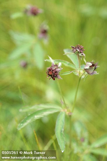 Marsh Cinquefoil