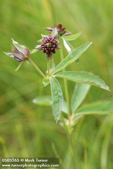 Marsh Cinquefoil blossoms & foliage