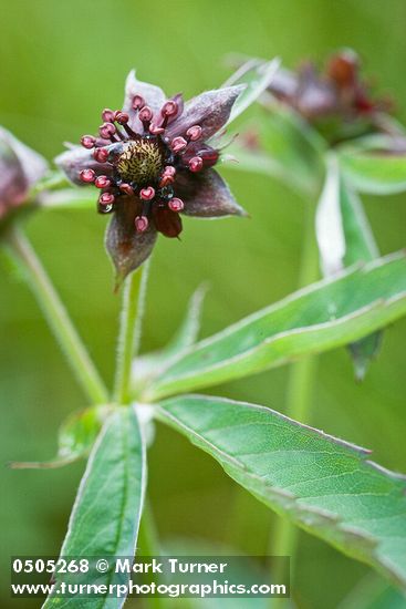 Marsh Cinquefoil