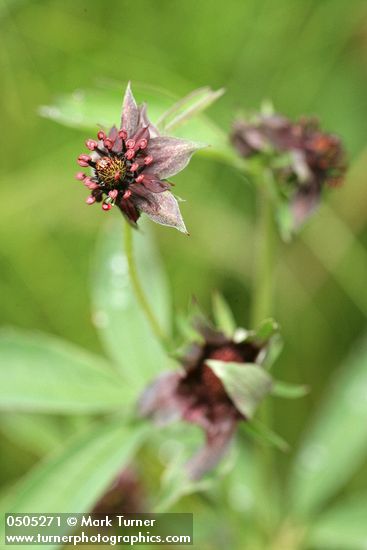 Marsh Cinquefoil blossoms
