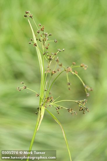 Panicled Bulrush inflorescence