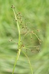Panicled Bulrush inflorescence