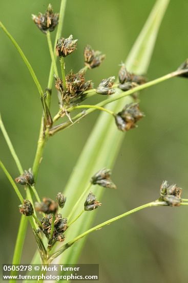 Panicled Bulrush inflorescence detail