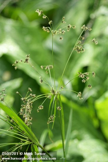 Panicled Bulrush inflorescence