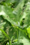 Panicled Bulrush inflorescence