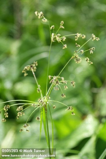 Panicled Bulrush inflorescence