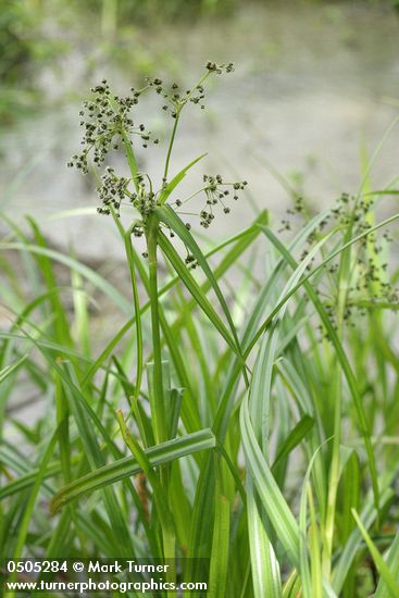 Panicled Bulrush