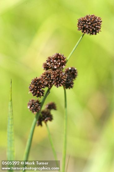 Swordleaf Rush (Daggerleaf Rush) inflorescence
