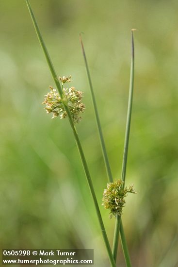 Common Rush inflorescences