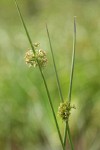 Common Rush inflorescences