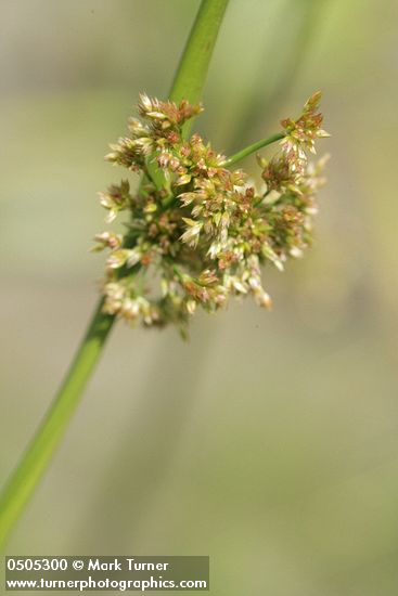 Common Rush inflorescence detail