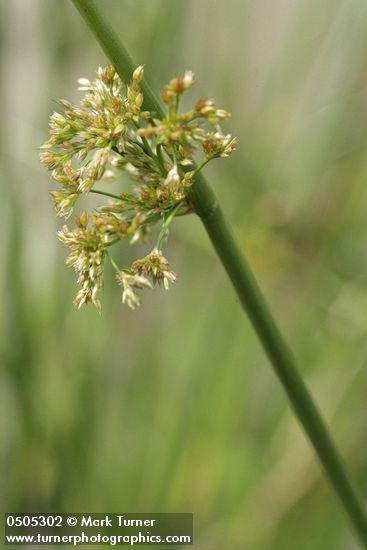 Common Rush inflorescence detail