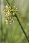 Common Rush inflorescence detail