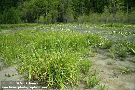 Northwest Territory Sedge (Beaked Sedge) & Daggerleaf Rushs on sandbar w/ high water flowing over Skunk Cabbage bkgnd