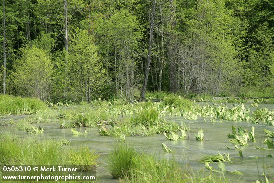 High water flowing over Skunk Cabbage, Northwest Territory Sedge (Beaked Sedge) & Daggerleaf Rushs