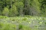 High water flowing over Skunk Cabbage, Northwest Territory Sedge (Beaked Sedge) & Daggerleaf Rushs