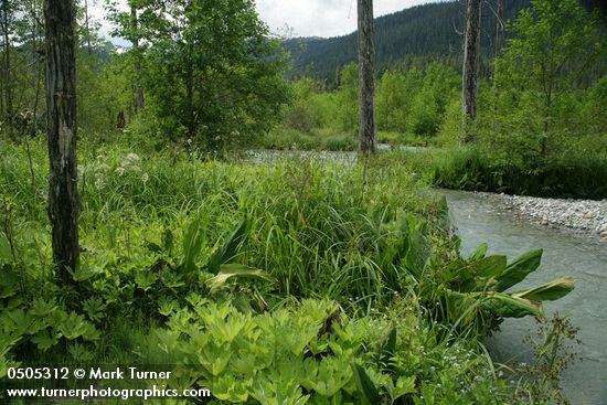 Panicled Bulrush, Western Coltsfoot, Skunk Cabbage, Forget-me-nots, Douglas' Water-hemlock in wetland adjacent to N Fk Nooksack R