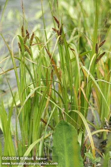 Northwest Territory Sedge (Beaked Sedge)