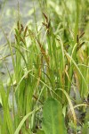 Northwest Territory Sedge (Beaked Sedge)