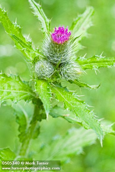 Short-styled Thistle (Cluster Thistle) blossom, buds & foliage
