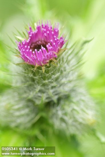Short-styled Thistle (Cluster Thistle) blossom detail