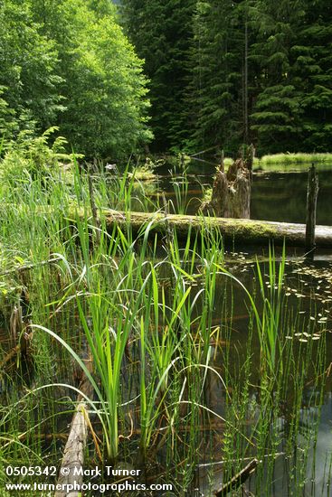Cattails & Horsetails in shallow water at edge of small woodland pond