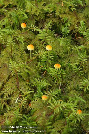 Small mushrooms among Stair Step Moss