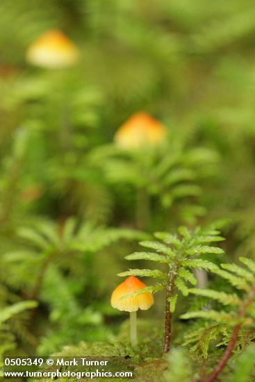 Small mushrooms among Stair Step Moss, detail
