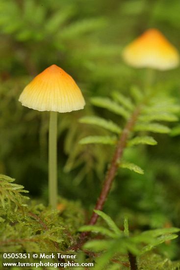 Small mushrooms among Stair Step Moss, extreme detail