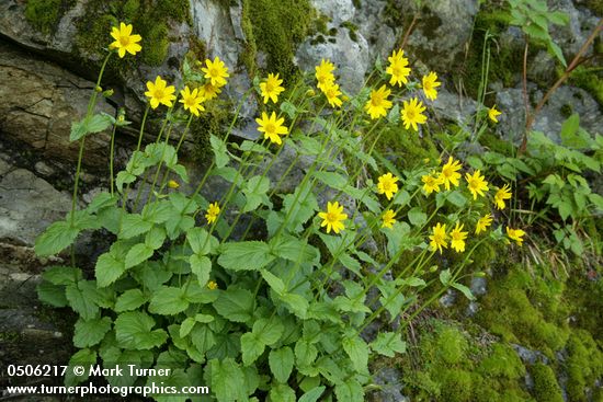 Mountain Arnica