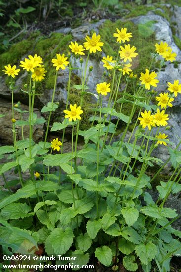 Mountain Arnica