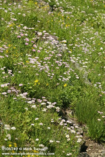 Meadow filled w/ Subalpine Daisies
