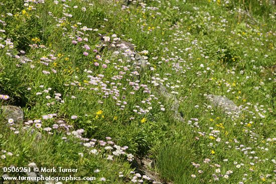 Meadow filled w/ Subalpine Daisies