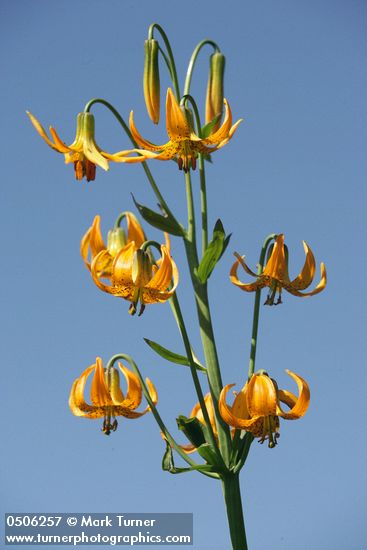 Columbia Lily blossoms against blue sky
