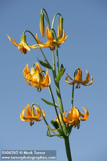 Columbia Lily blossoms against blue sky