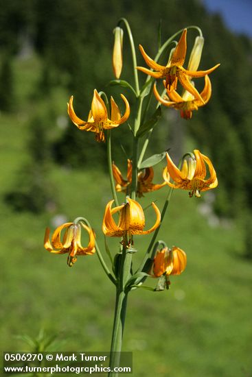 Columbia Lily blossoms against soft-focus forested slope