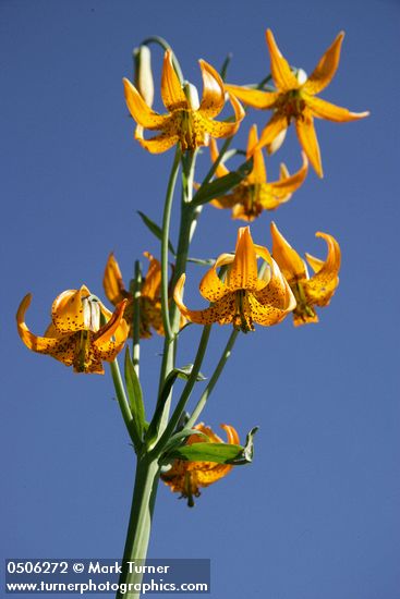 Columbia Lily blossoms low angle against blue sky