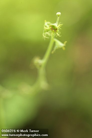 Alpine Miterwort blossoms