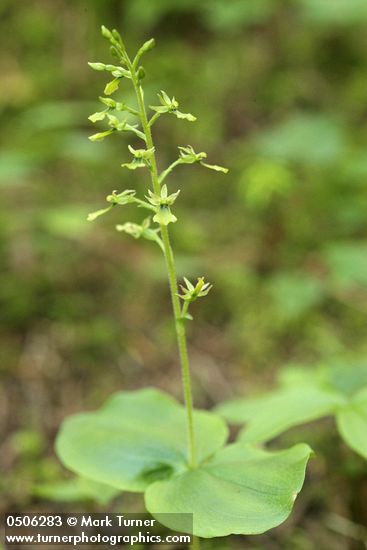 Western Twayblade