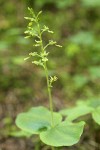 Western Twayblade