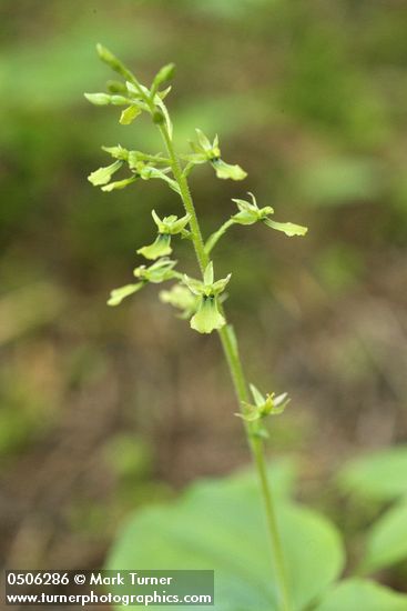 Western Twayblade blossoms