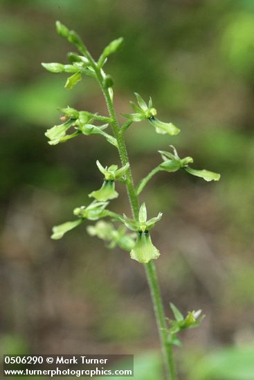 Western Twayblade blossoms