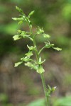 Western Twayblade blossoms