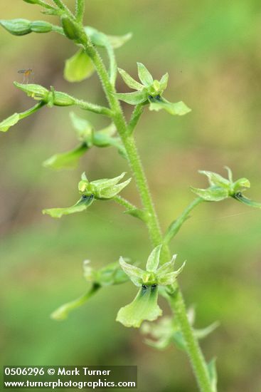 Western Twayblade blossoms detail