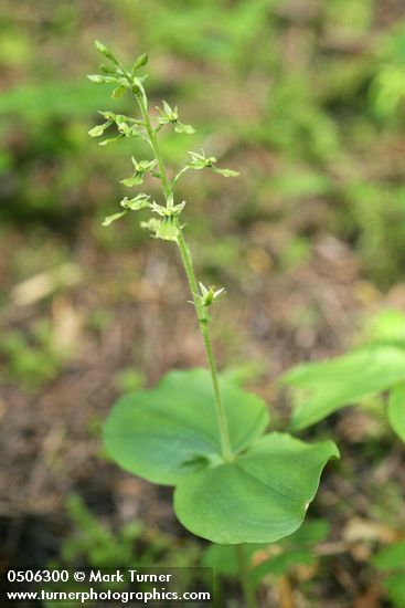 Western Twayblade