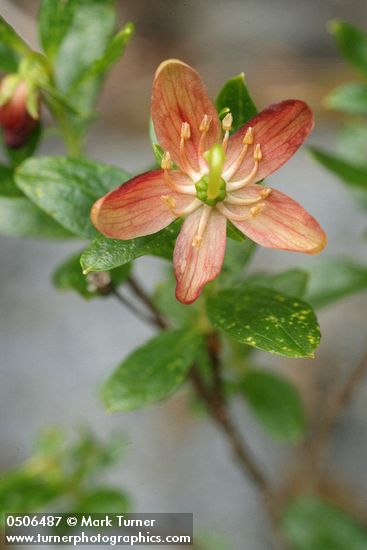 Copperbush blossom detail